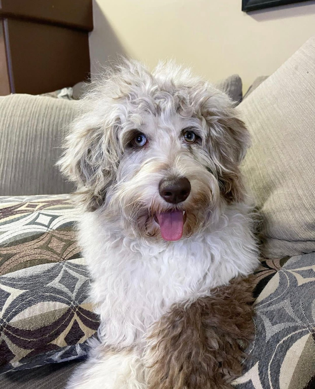 What are the hidden costs of owning a Labradoodle puppy