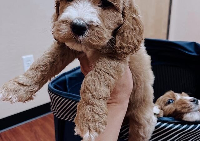 How much should I budget monthly for a Labradoodle