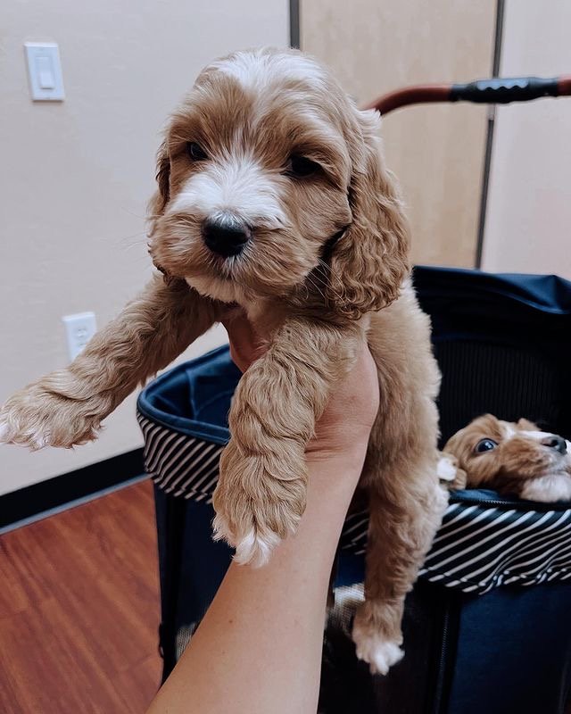 How much should I budget monthly for a Labradoodle
