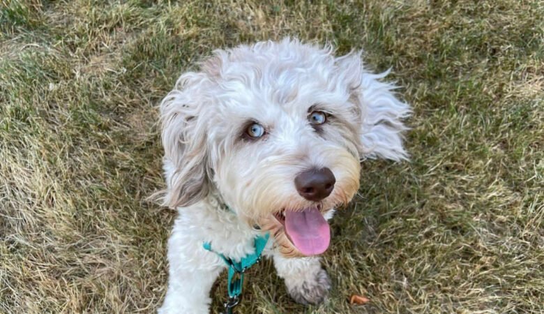 Are Labradoodle puppies eligible for pet insurance
