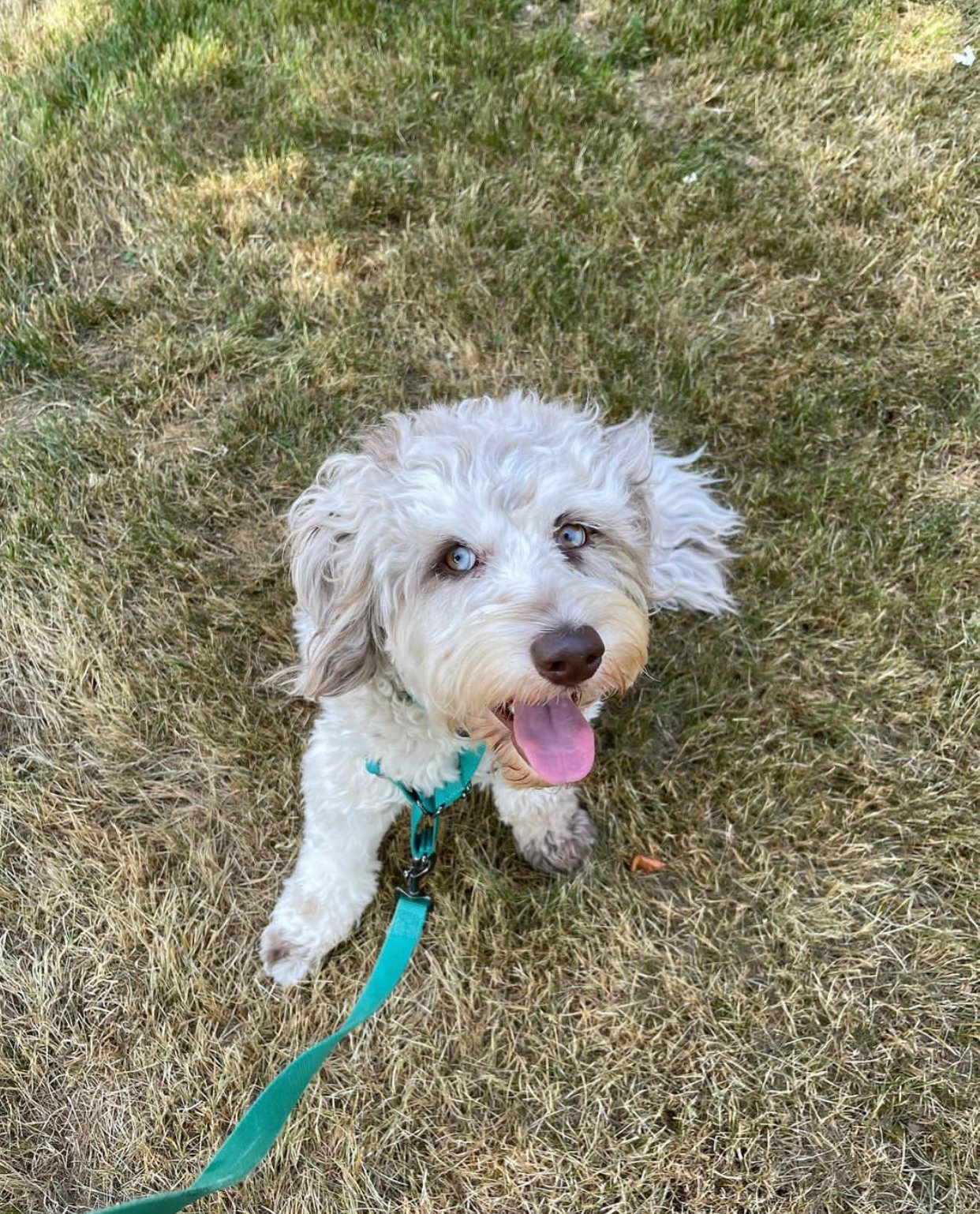 Are Labradoodle puppies eligible for pet insurance