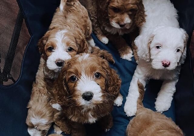 At what age do Labradoodles calm down?