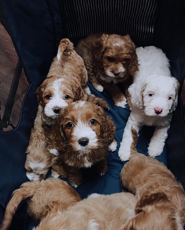 At what age do Labradoodles calm down