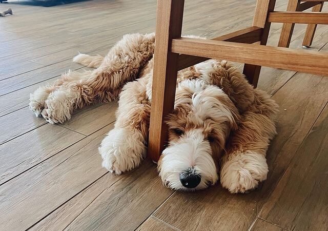 How can I tell if my Labradoodle puppy is growing too fast
