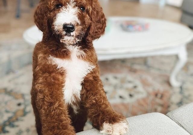 Can Labradoodle puppies tolerate cold temperatures