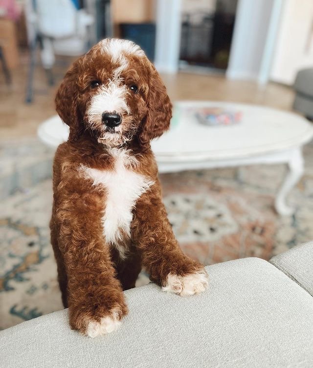Can Labradoodle puppies tolerate cold temperatures