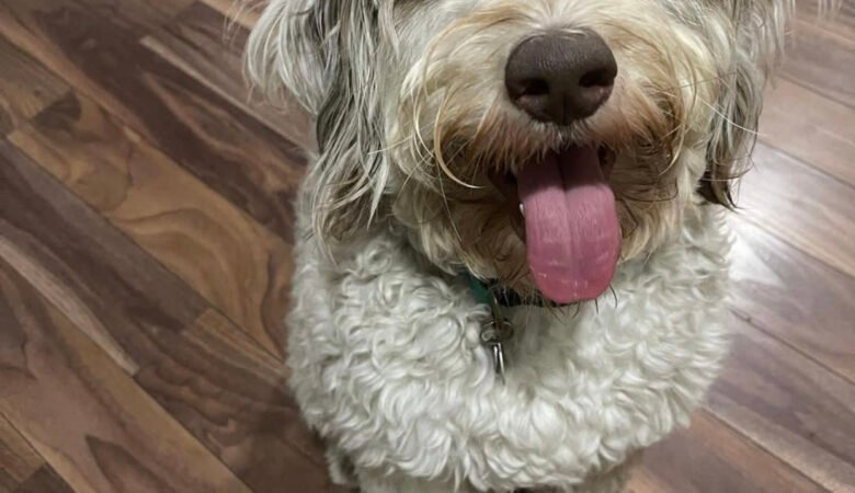 Are Labradoodles good swimmers as puppies