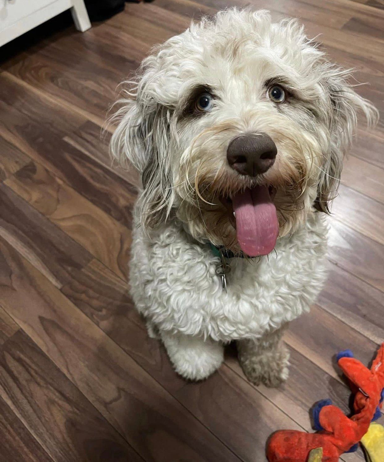 Are Labradoodles good swimmers as puppies