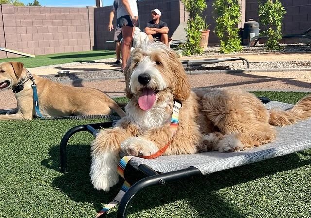 Labradoodles be territorial as puppies