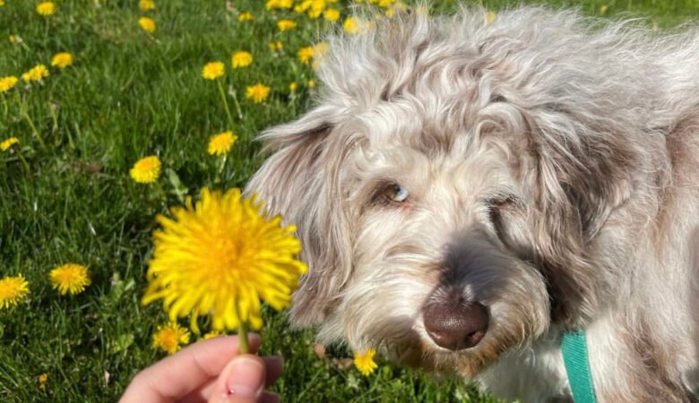 How should I introduce a Labradoodle puppy to a cat