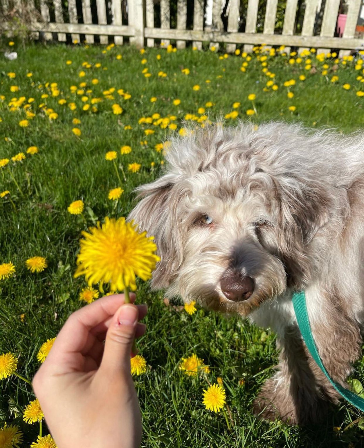 How should I introduce a Labradoodle puppy to a cat