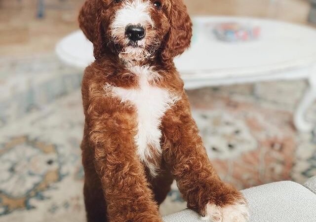 Best ways to socialize a Labradoodle before 16 weeks