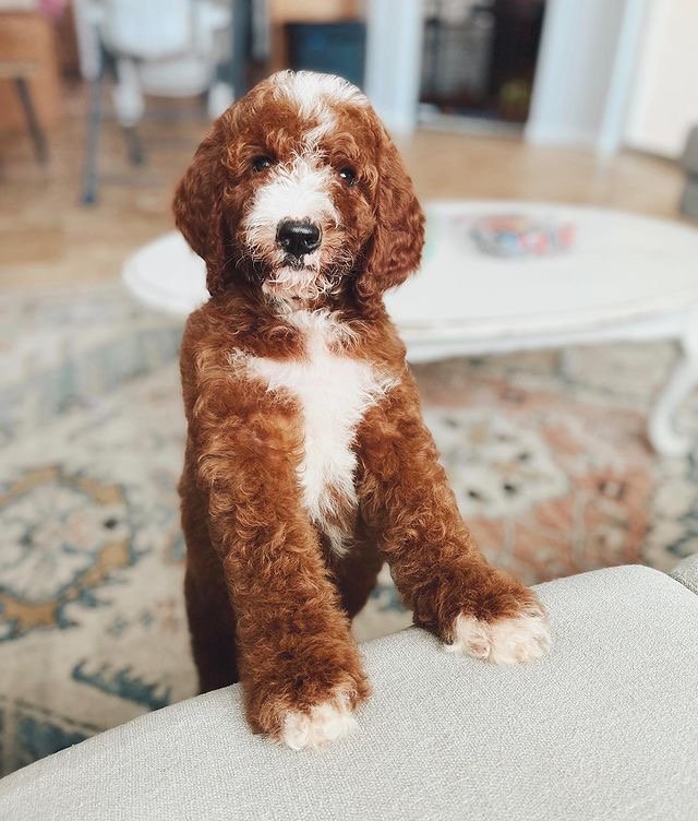 Best ways to socialize a Labradoodle before 16 weeks