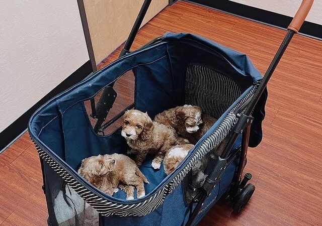 How big should my Labradoodle puppy be at 3, 6, and 12 months