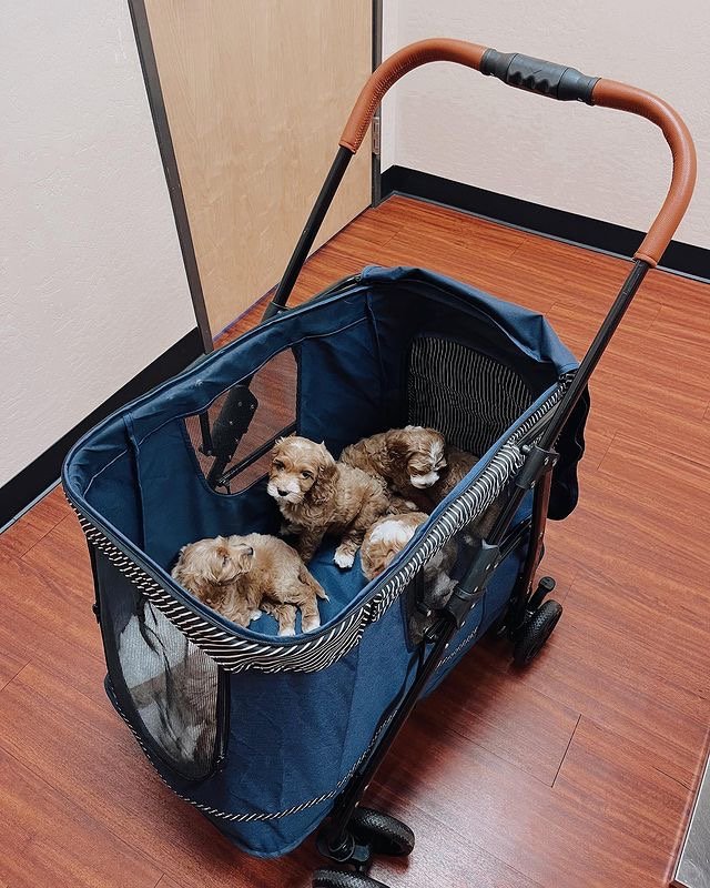 How big should my Labradoodle puppy