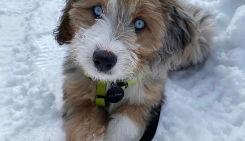 When do Labradoodle puppies start teething