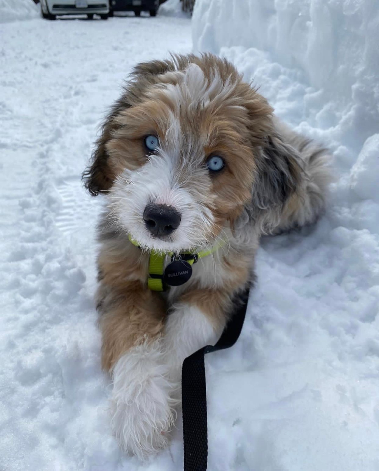 When do Labradoodle puppies start teething