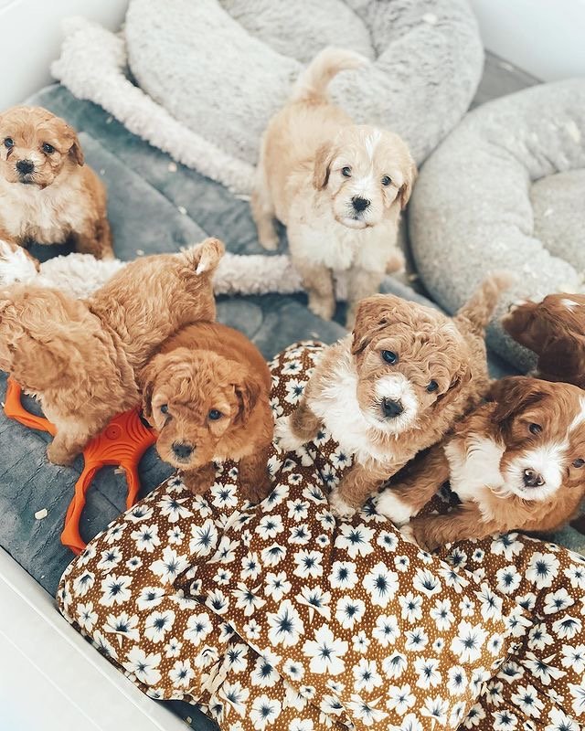 Labradoodle puppies naturally social with children