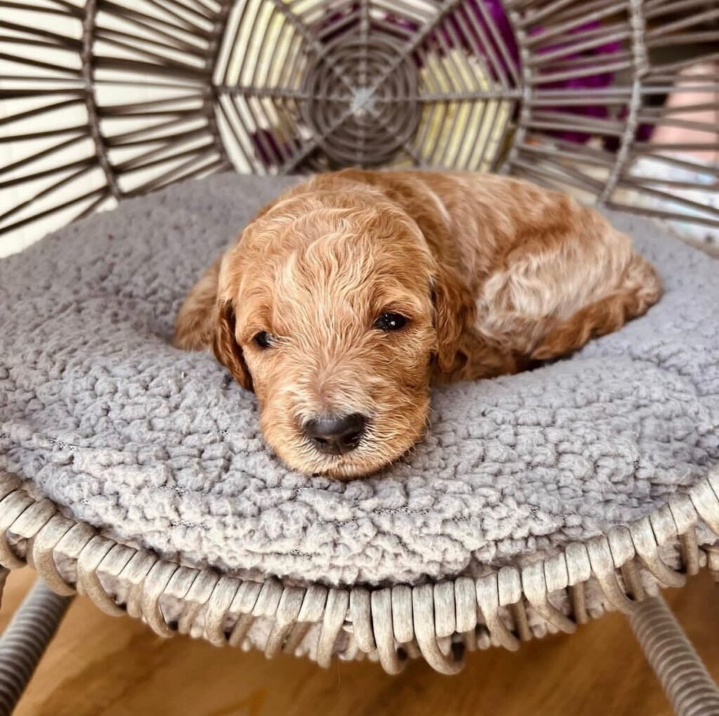 Goldendoodle Breeders in Kentucky