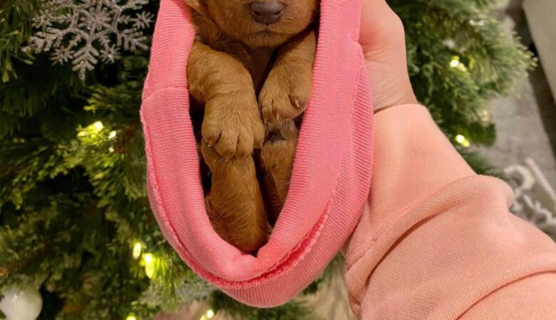 How do I help my Cavapoo puppy develop social confidence