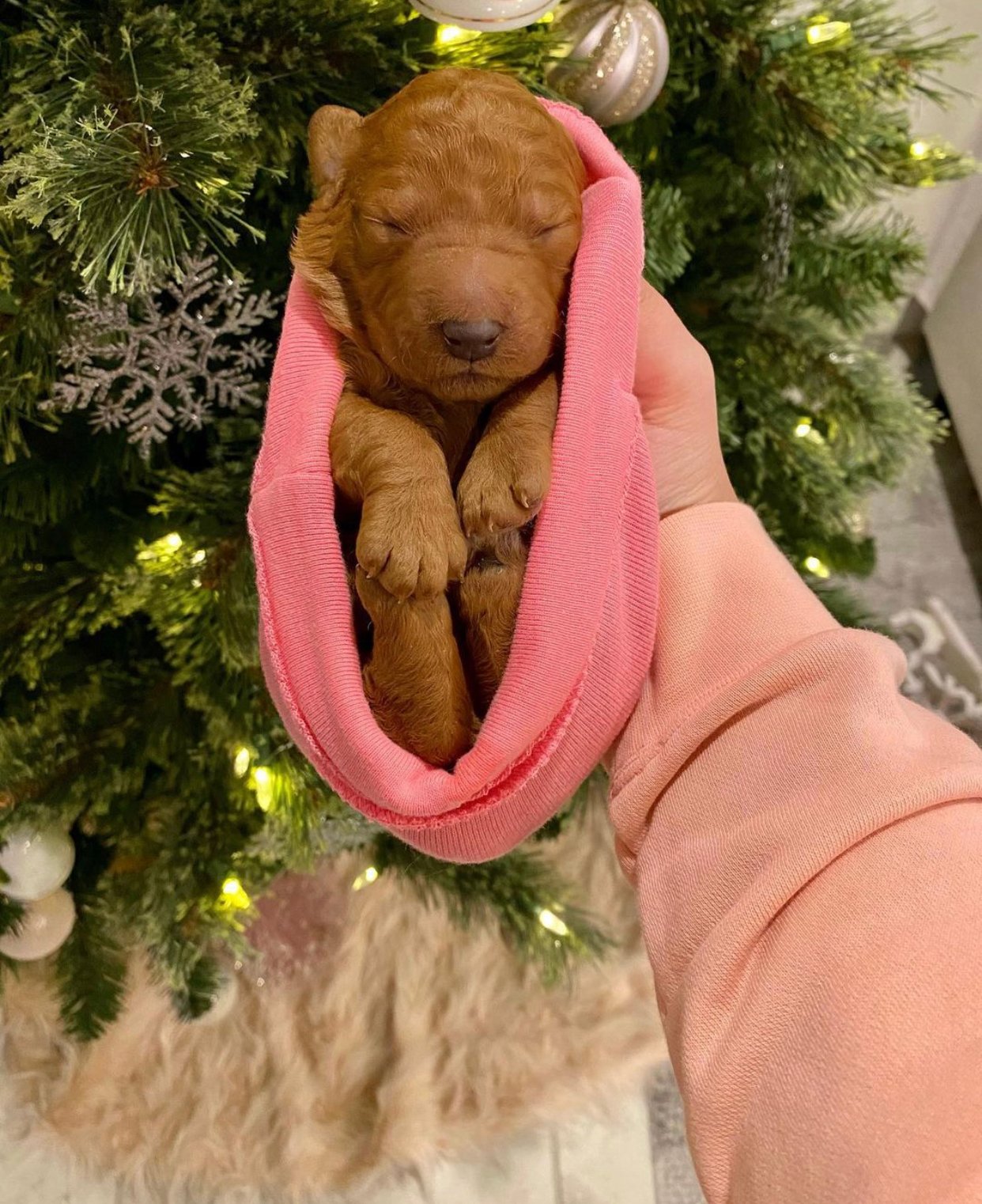 How do I help my Cavapoo puppy develop social confidence