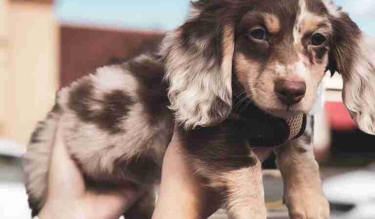 Are Dachshunds Naturally Protective of Their Owners
