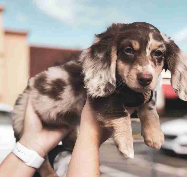 Are Dachshunds Naturally Protective of Their Owners