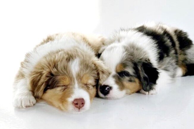 Do Bernedoodles Bark a Lot?