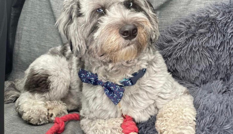 Does a Maltipoo Shed Fur or Dander