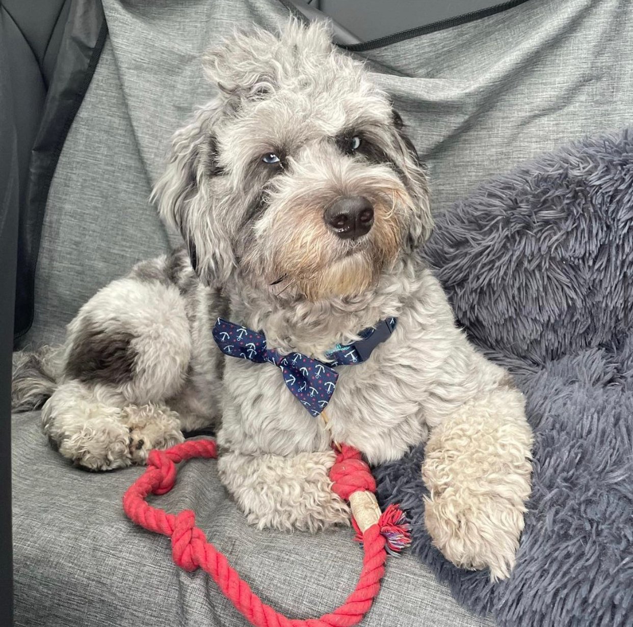 Does a Maltipoo Shed Fur or Dander