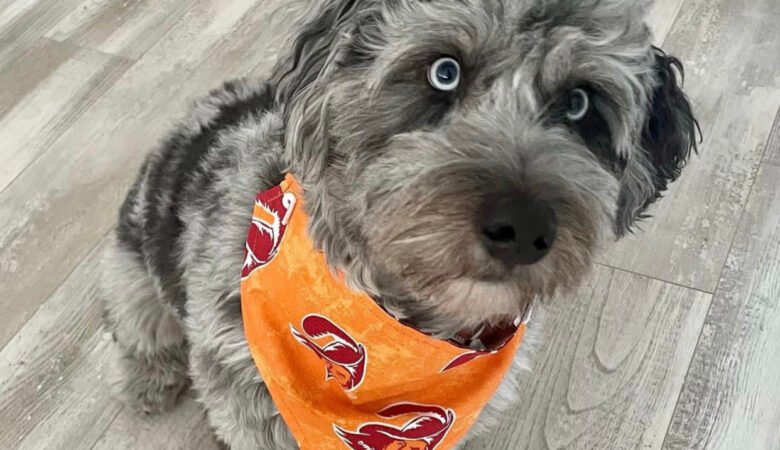 Can You Trim a Maltipoo Puppy at Home