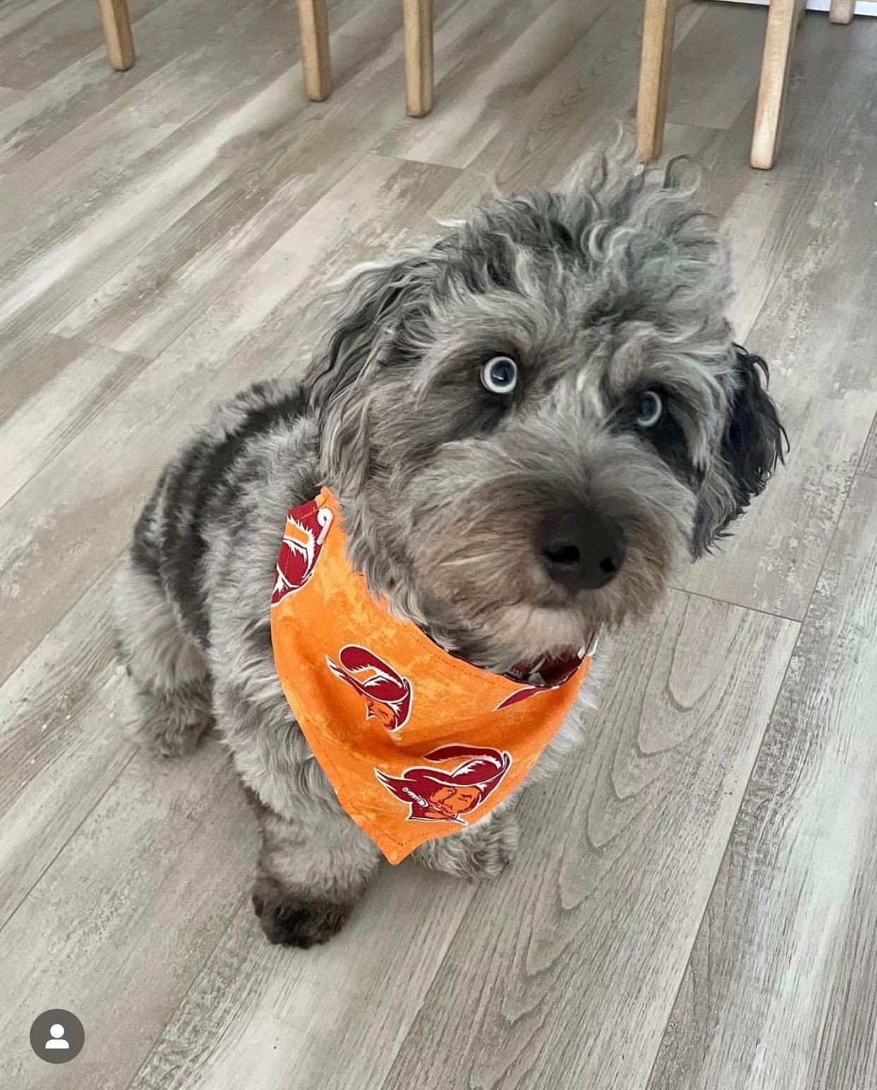 Can You Trim a Maltipoo Puppy at Home