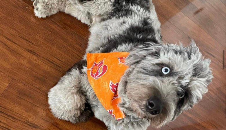 How Often Should I Bathe My Maltipoo Puppy