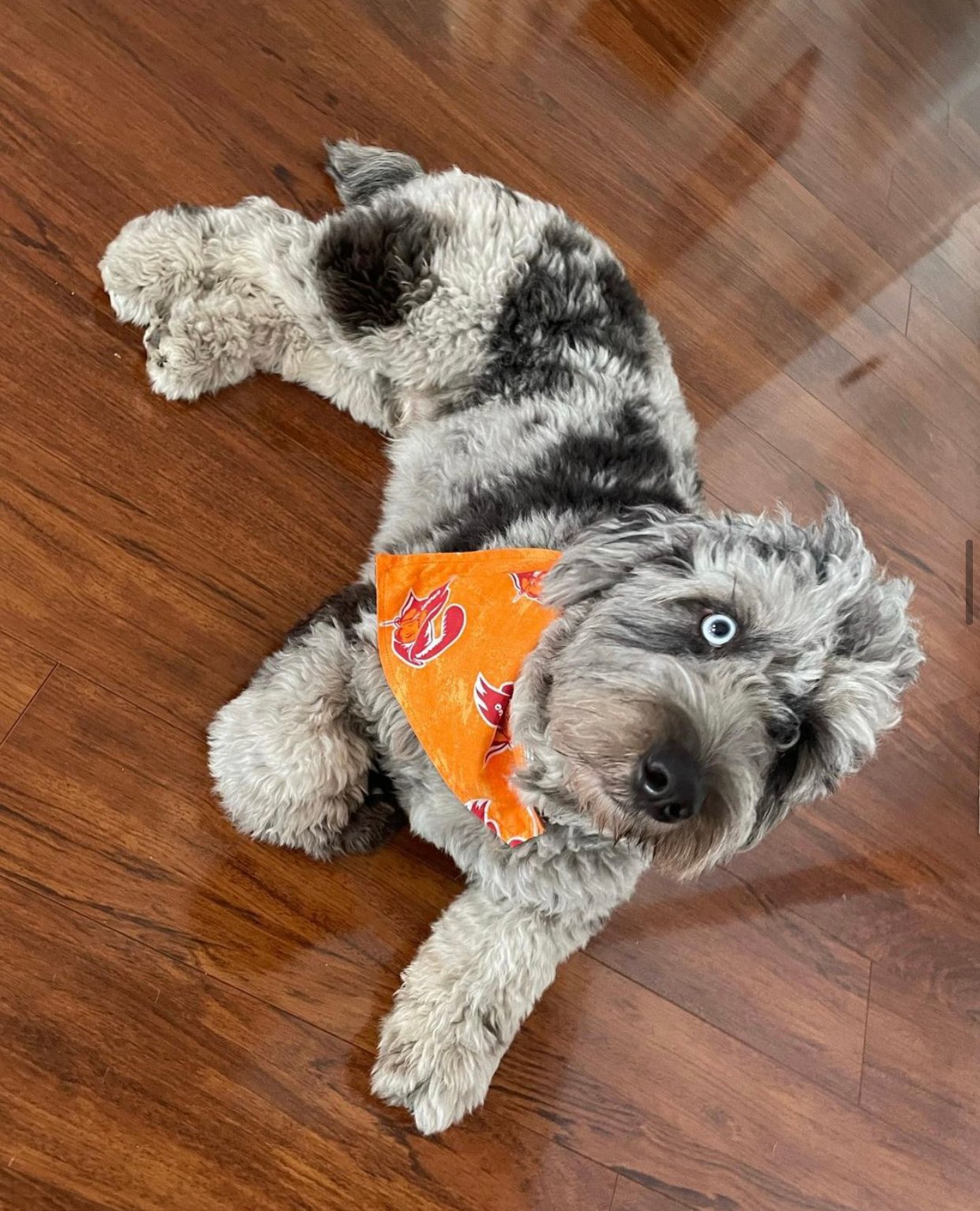 How Often Should I Bathe My Maltipoo Puppy