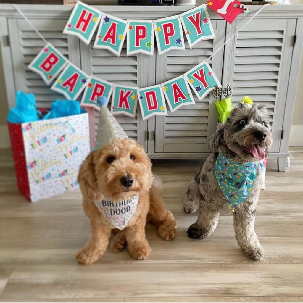Goldendoodle Puppies for Sale in Texas
