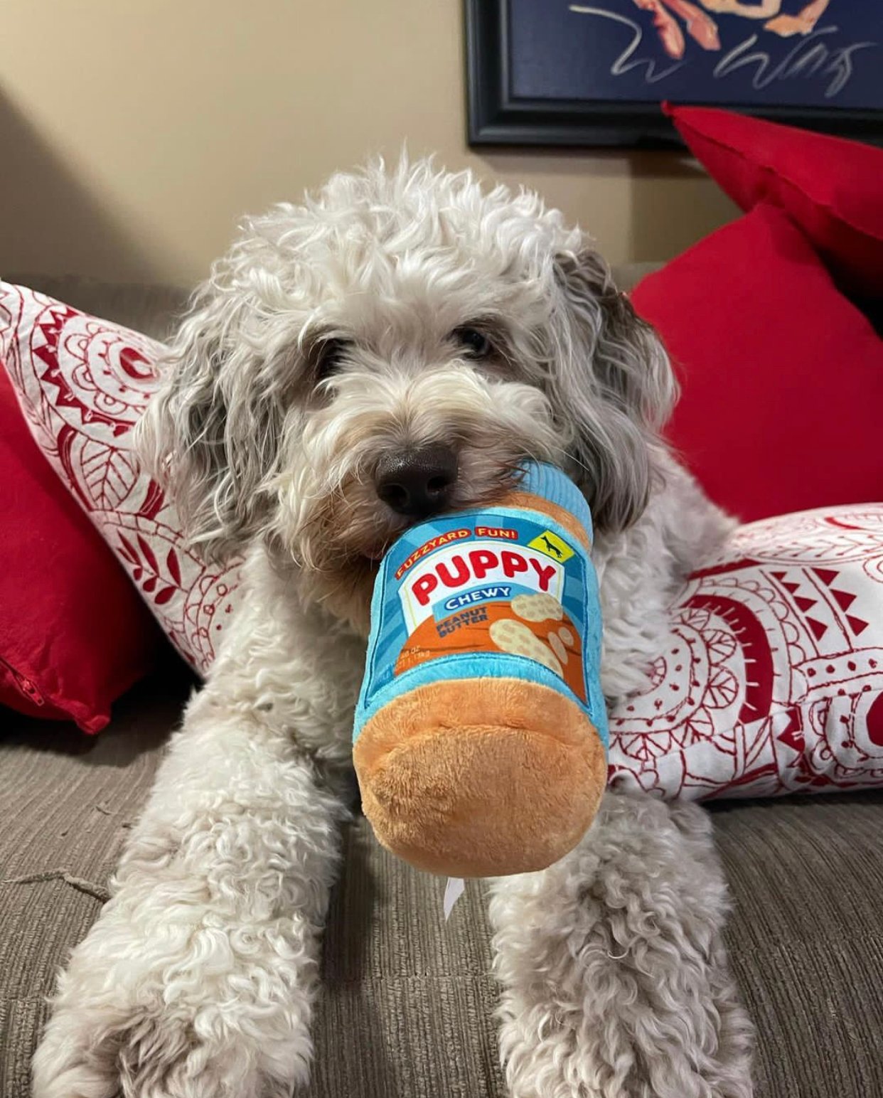 Are Maltipoos Prone to Chewing or Destructive Behavior