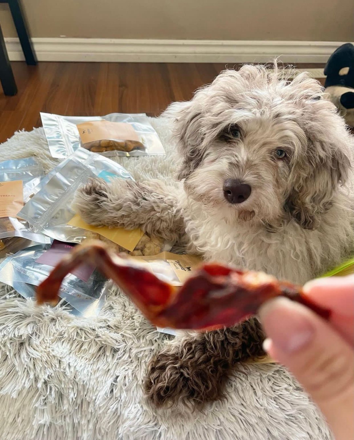 What is the average cost of a toy or mini Aussiedoodle puppy