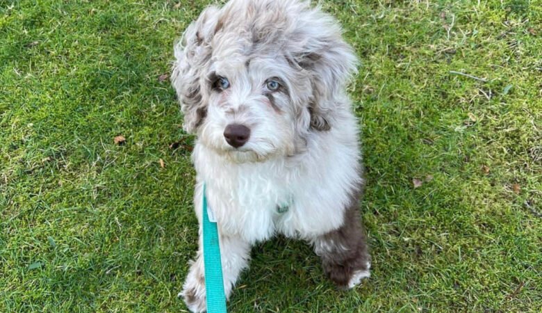 How Much Water Should a Maltipoo Puppy Drink Daily
