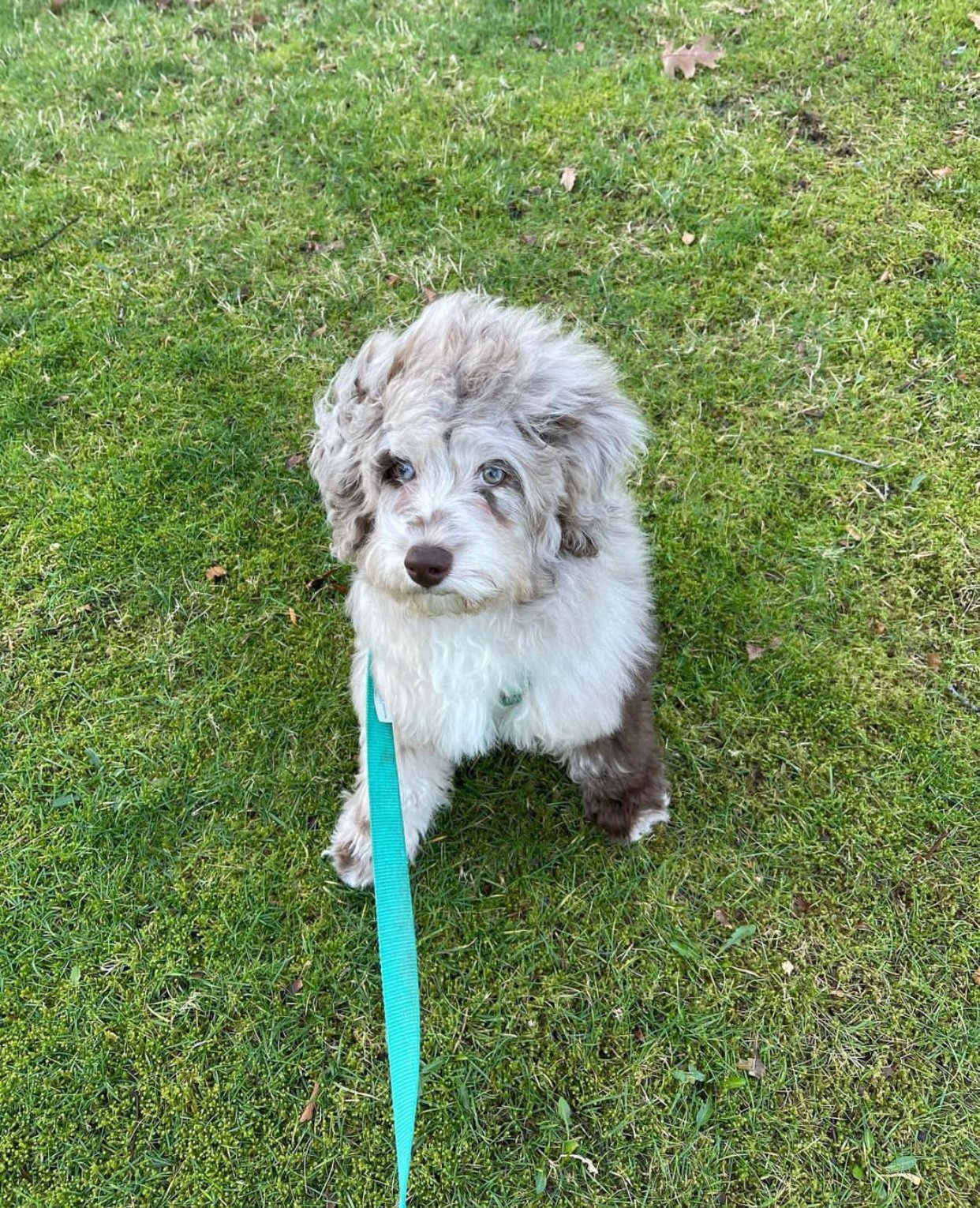 How Much Water Should a Maltipoo Puppy Drink Daily