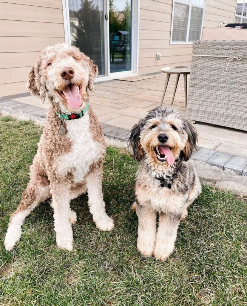 Find Maltipoo Puppies for Sale Indiana