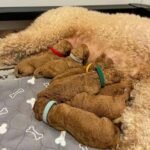 Cavapoo Puppies for Sale in Lithuania