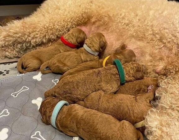How Long Should a Maltipoo Puppy Sleep