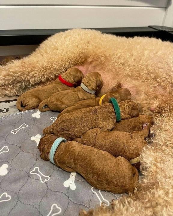 How Long Should a Maltipoo Puppy Sleep