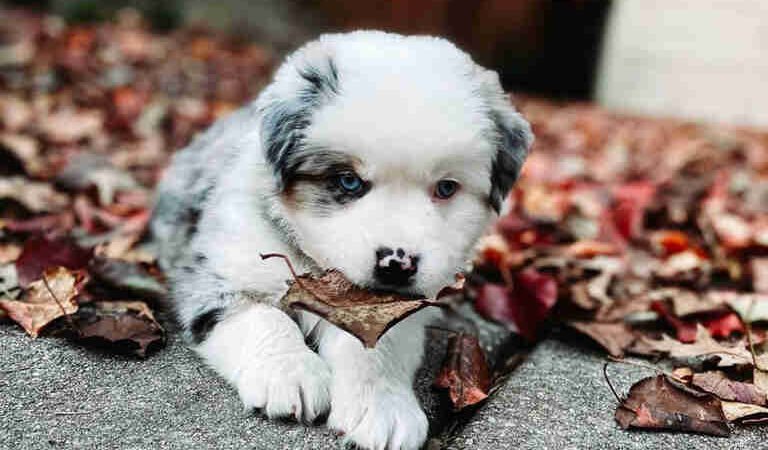 How Do I Stop My Bernedoodle Puppy From Chewing Everything?