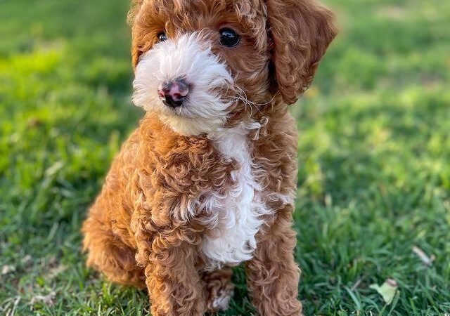 What to Do When Bringing a Maltipoo Puppy Home for the First Time