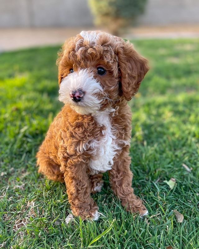 What to Do When Bringing a Maltipoo Puppy Home for the First Time