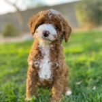 Miniature Goldendoodle Breeders in Georgia