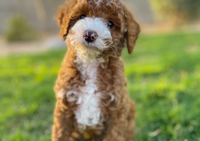 What Is the Best Dog Food for a Maltipoo Puppy
