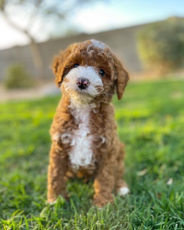 What Is the Best Dog Food for a Maltipoo Puppy