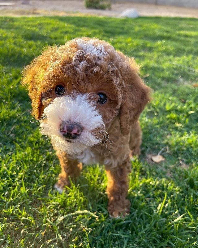 When should I start dental care for my Cavapoo